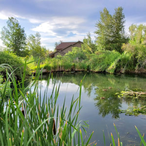 Pond surrounded by green landscape